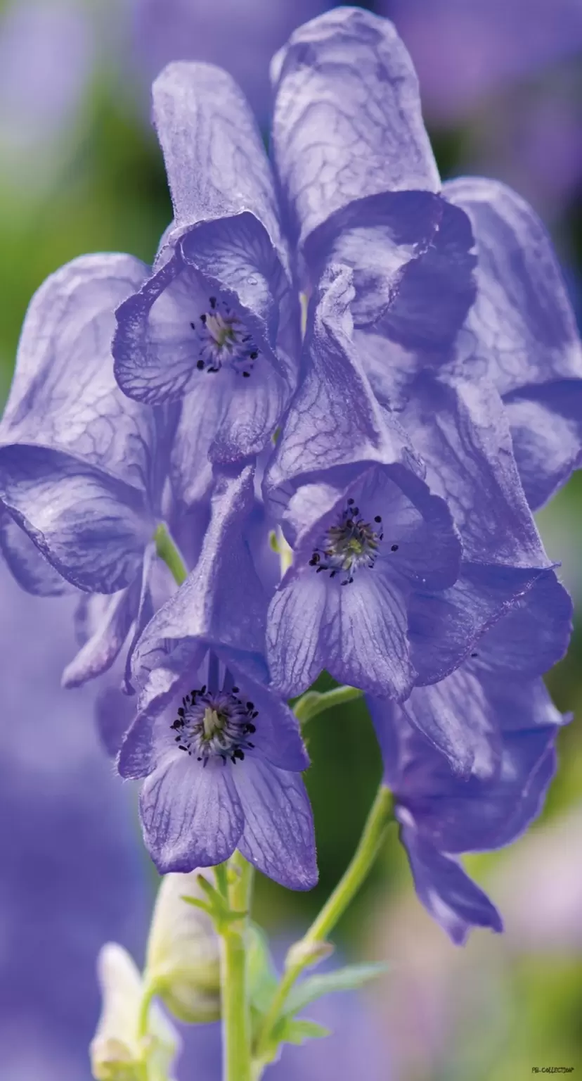 dienen Verplicht toxiciteit Tuinschilderij paarse bloemen l50b70cm - Tuincentrum Kolbach