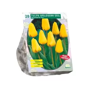 Tulipa Apeldoorn Geel; Darwin per 20