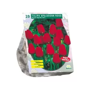 Tulipa Apeldoorn Rood; Darwin per 20