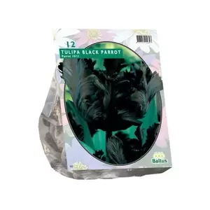 Tulipa Black Parrot; Parkiet per 12