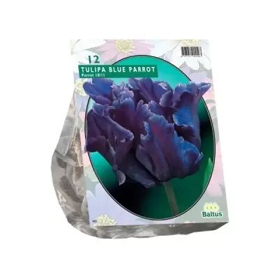 Tulipa Blue Parrot; Parkiet per 12