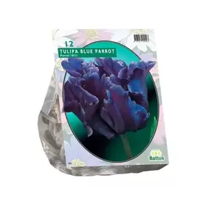 Tulipa Blue Parrot; Parkiet per 12
