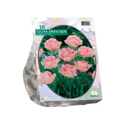Tulipa Dubbel Laat Angelique per 20