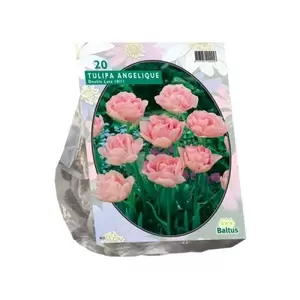 Tulipa Dubbel Laat Angelique per 20
