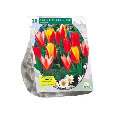 Tulipa Greigii Mix per 20