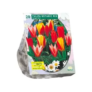 Tulipa Greigii Mix per 20
