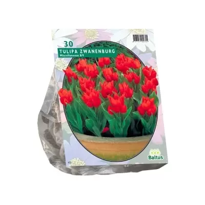 Tulipa Praestans Zwanenburg per 30