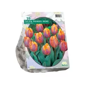 Tulipa Prinses Irene; Triumph per 20