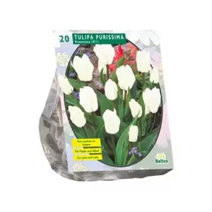 Tulipa Purissima; Fosteriana per 20