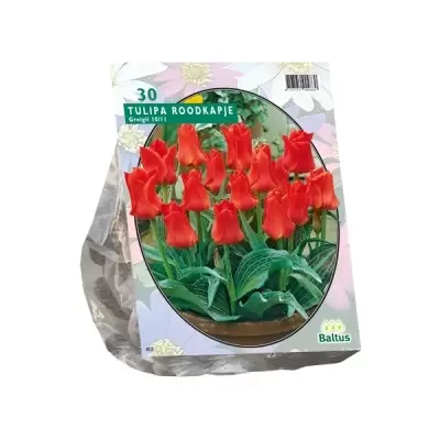 Tulipa Roodkapje; Greigii per 25