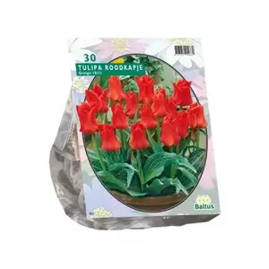 Tulipa Roodkapje; Greigii per 25