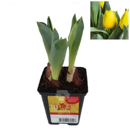 Tulipa 'Yellow Baby' | Tulp