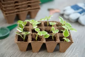 Turfpottrays H5x4x4cm set à 6 trays van 12 stuks - afbeelding 2