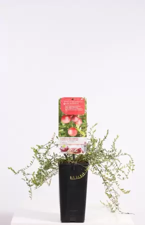 Vaccinium macrocarpon Cranberry