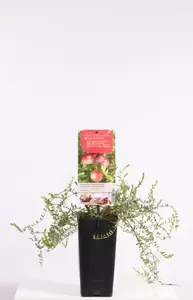 Vaccinium macrocarpon Cranberry