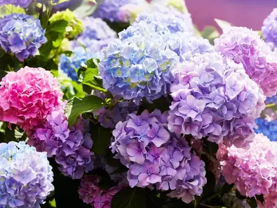 Vaste planten