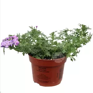 Verbena | IJzerhard - afbeelding 2