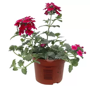 Verbena | IJzerhard - afbeelding 3