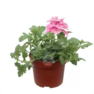 Verbena | IJzerhard - afbeelding 4