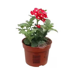 Verbena | IJzerhard - afbeelding 5