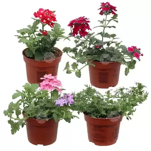 Verbena | IJzerhard - afbeelding 1