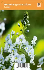 Veronica gentianoidus Pallida