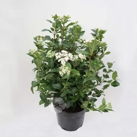 Viburnum Tinus | Sneeuwbal