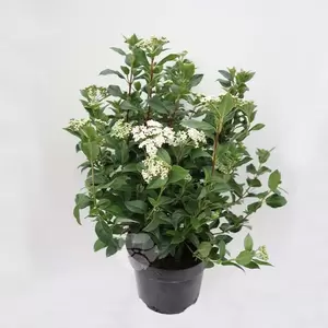 Viburnum Tinus | Sneeuwbal