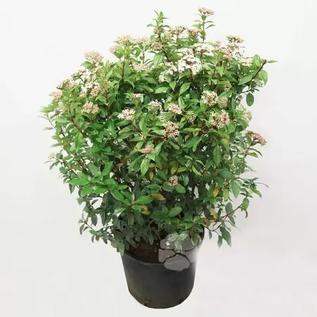 Viburnum Tinus | Sneeuwbal