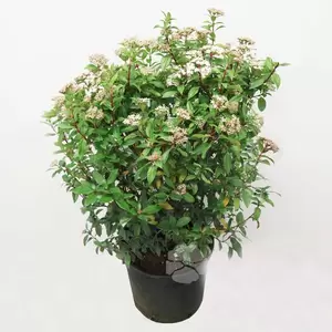 Viburnum Tinus | Sneeuwbal