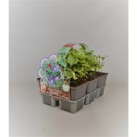 Vinca major 'Variegata' 6-pack