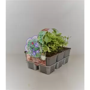 Vinca major 'Variegata' 6-pack