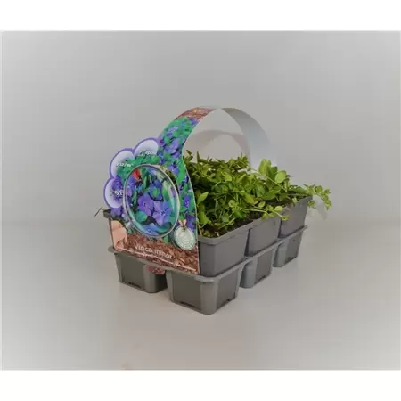Vinca minor 6-pack