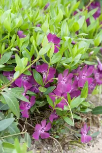 Vinca minor 'Atropurpurea' 6-pack - afbeelding 2