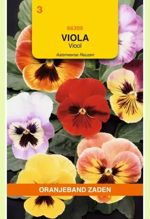 Viola, Viool Aalsmeerse Reuzen gemengd Oranjeband - afbeelding 1