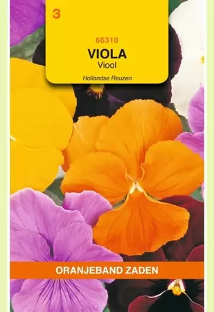 Viola, Viool Hollandse Reuzen gemengd Oranjeband - afbeelding 1