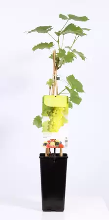 Vitis vinifera Solaris | Witte druif