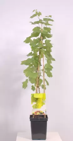 Vitis vinifera Solaris 4-stok