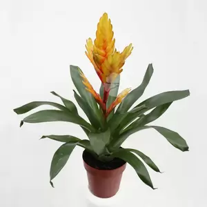 Vriesea | Bromelia - afbeelding 2