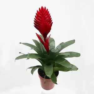 Vriesea | Bromelia - afbeelding 3