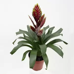 Vriesea | Bromelia - afbeelding 4