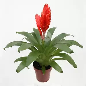 Vriesea | Bromelia - afbeelding 5