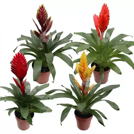 Vriesea | Bromelia - afbeelding 1