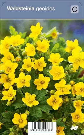 Walsteinia geoides P9