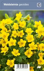 Walsteinia geoides P9