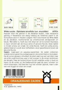Wilde Rucola - Diplotaxis Oranjeband - afbeelding 2