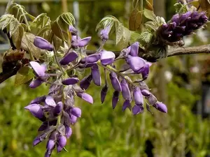 Wisteria brach. Yokohama Fuji| Blauwe Regen - afbeelding 2