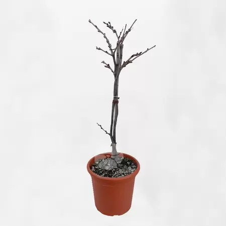 Wisteria brach. Yokohama Fuji | Blauwe Regen - afbeelding 1