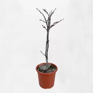 Wisteria brach. Yokohama Fuji | Blauwe Regen