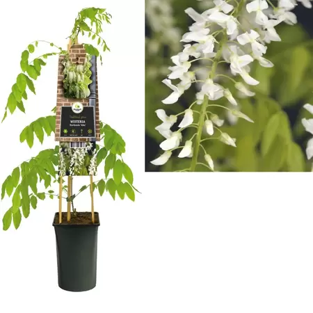 Wisteria floribunda 'Alba'